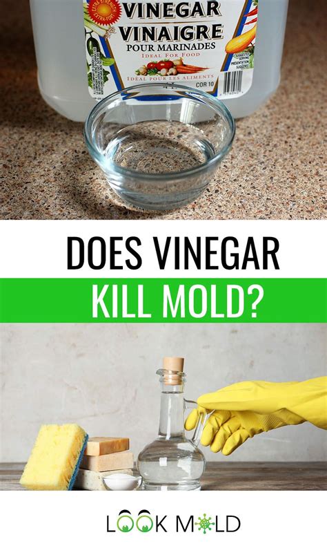 Does vinegar destroy mold?