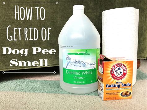 Does vinegar get rid of dog pee?