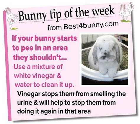 Does vinegar help rabbits?