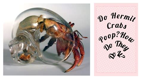 Does vinegar hurt hermit crabs?