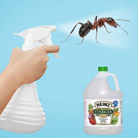 Does vinegar keep ants away from plants?