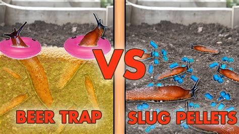 Does vinegar kill slugs?