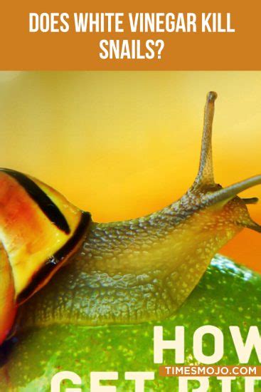 Does vinegar kill snails?