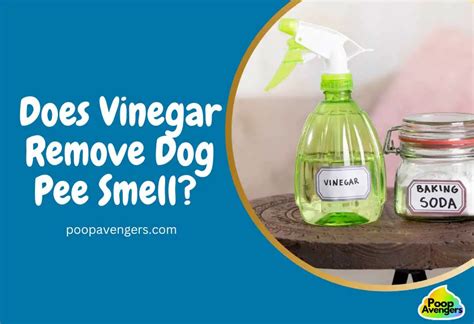 Does vinegar remove dog urine?