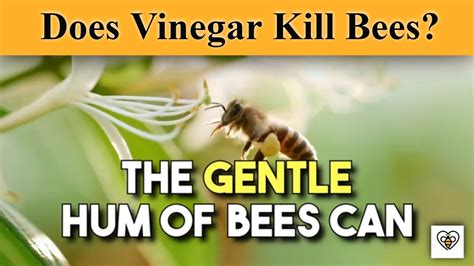 Does vinegar repel bees?