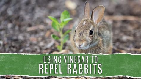 Does vinegar repel rabbits?