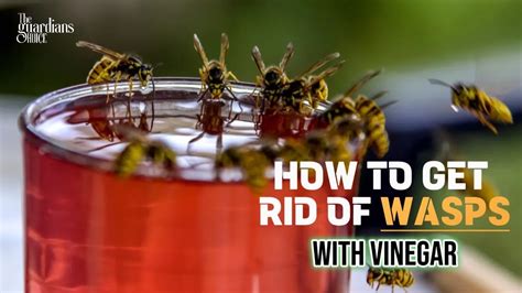 Does vinegar repel wasps?