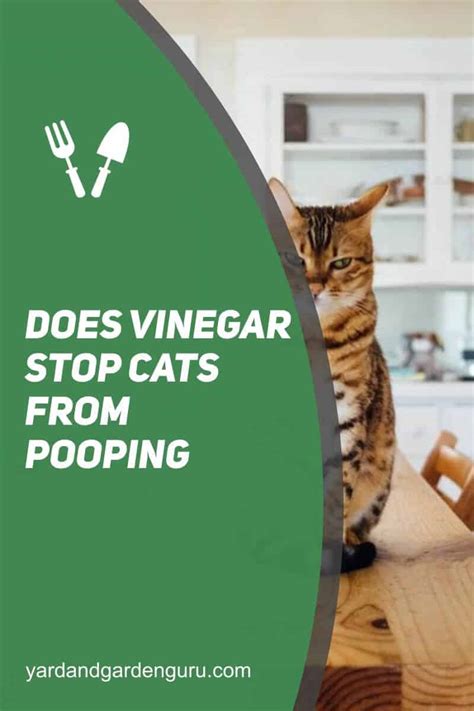 Does vinegar stop cats from pooping?
