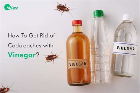 Does vinegar stop roaches?