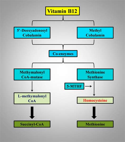 Does vitamin B12 produce myelin?