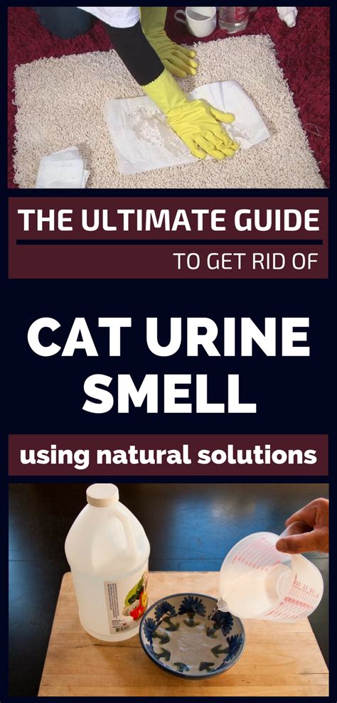 Does vodka get rid of cat urine smell?