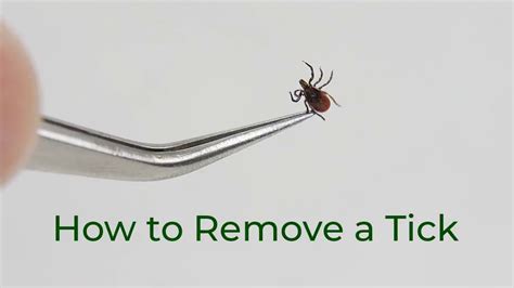 Does washing remove ticks?