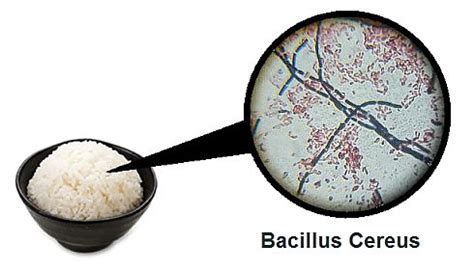 Does washing rice get rid of Bacillus cereus?