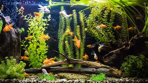 Does watching fish calm you?