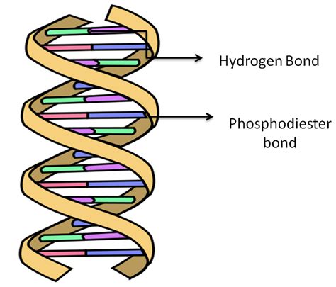 Does water have DNA?