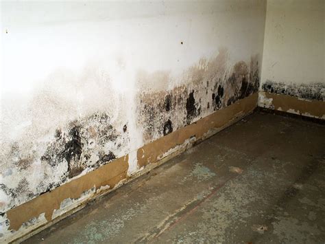 Does water in basement cause mold?
