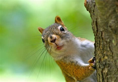 Does waving at squirrels work?