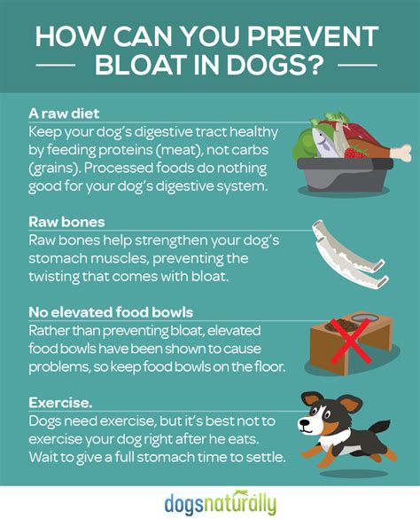Does wetting dog food prevent bloat?
