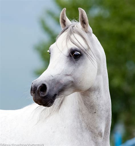 Does white Arabian always spawn?