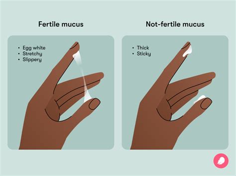 Does white discharge mean fertile?
