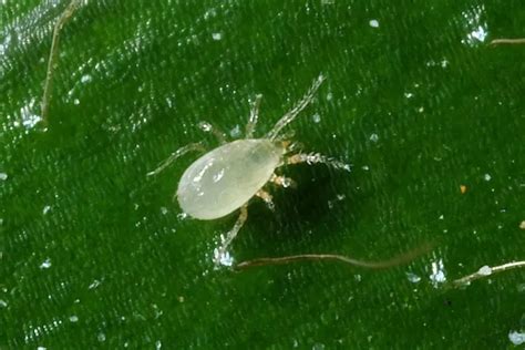 Does white oil kill mites?