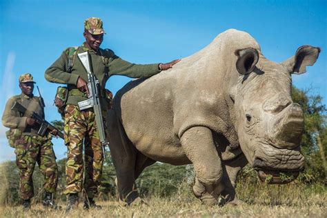 Does white rhino still exist?