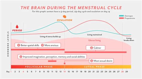 Does women's attraction change during her cycle?