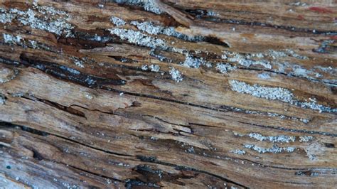 Does wood rot in soil?