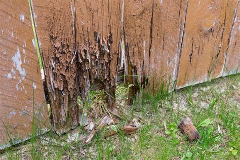 Does wood rot in winter?