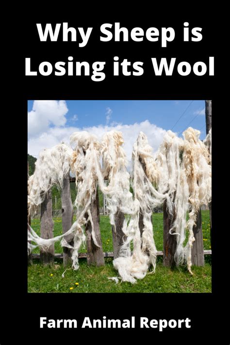 Does wool reduce fall damage?