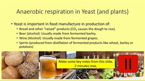 Does yeast grow better in aerobic or anaerobic?