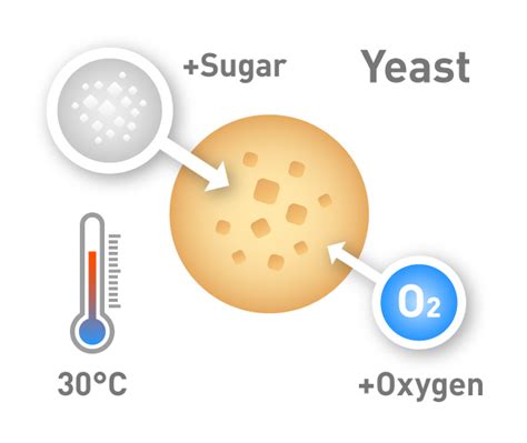 Does yeast grow faster with oxygen?