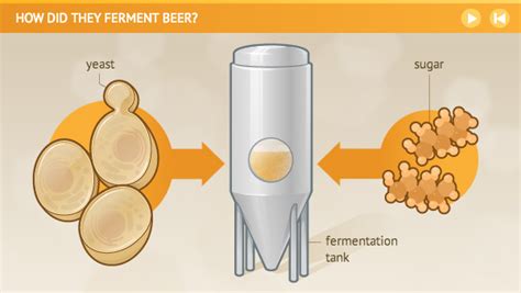 Does yeast need glucose to ferment?