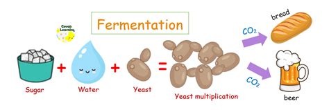 Does yeast need oxygen or carbon dioxide?