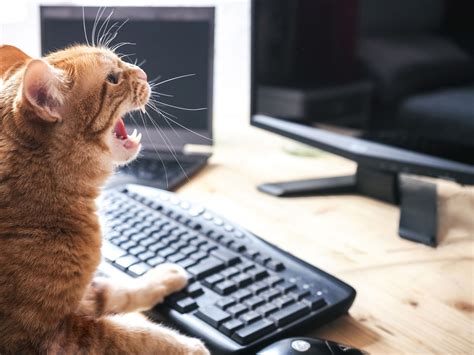 Does yelling no at a cat work?