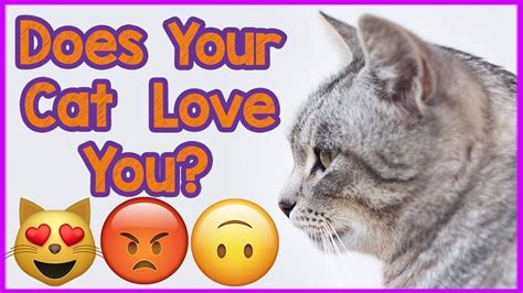 Does your cat truly love you?