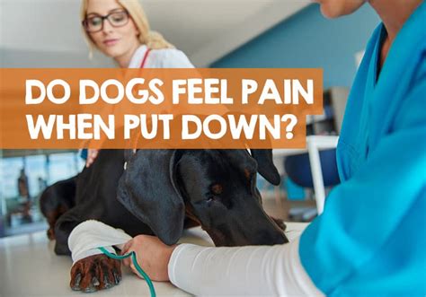 Does your dog feel pain when being put to sleep?