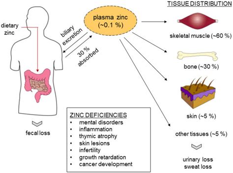 Does zinc repair muscle?