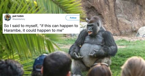 Has a gorilla ever talked?
