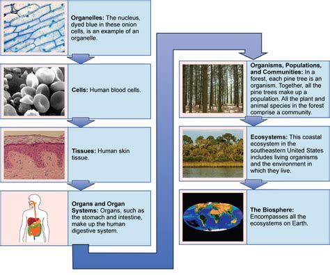 Has anyone created a living organism?