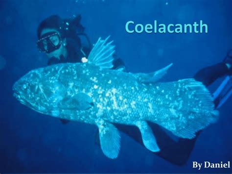 Has anyone eaten a coelacanth?