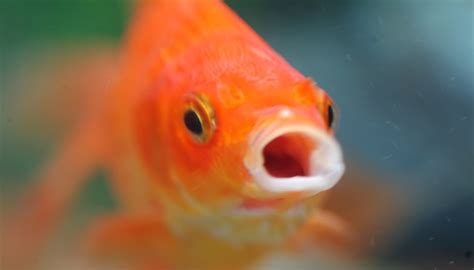Has the goldfish always smiled?