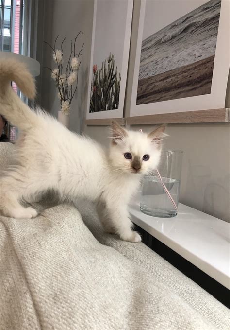 How active is a 10 week old kitten?