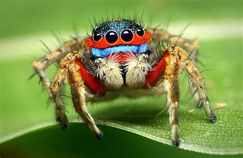 How active should jumping spiders be?