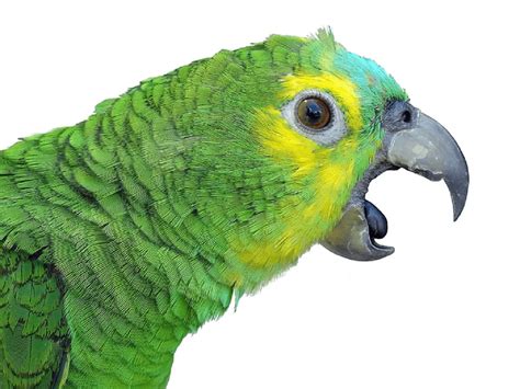 How aggressive are Amazon parrots?