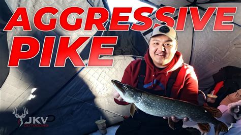 How aggressive are pike?