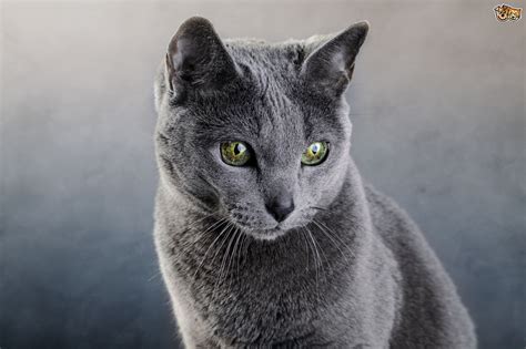 How are Russian Blue cats?