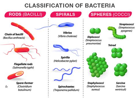 How are bacteria classified?