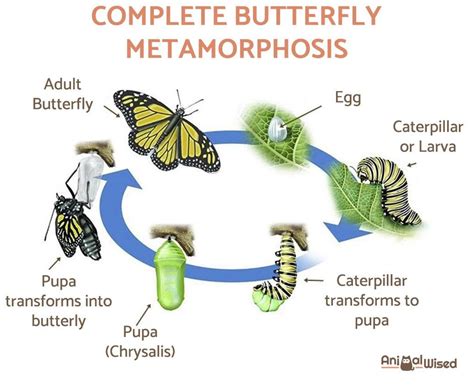 How are butterflies born?