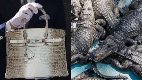 How are crocodiles killed for fashion?